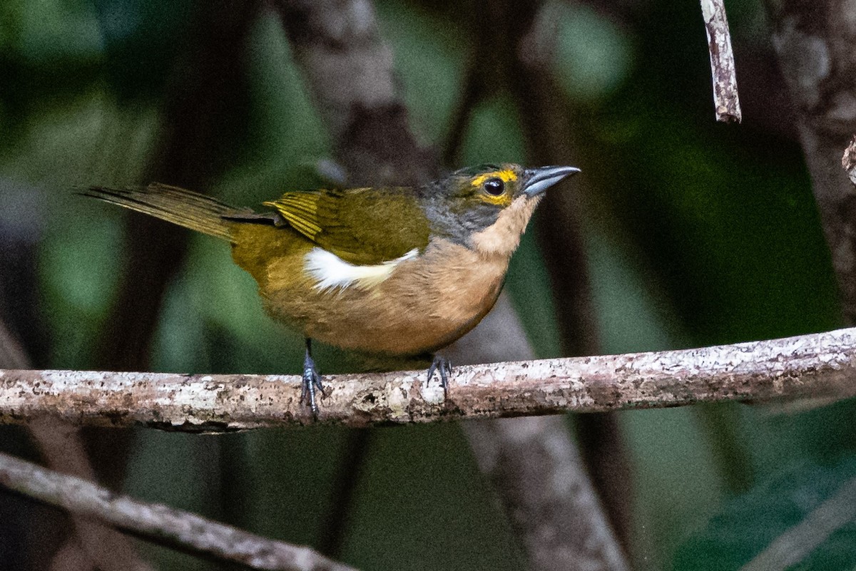 Fulvous-crested Tanager - Ralph Hatt
