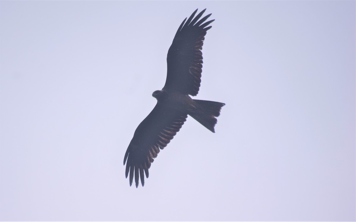 Black Kite - Samarth Shadakshari