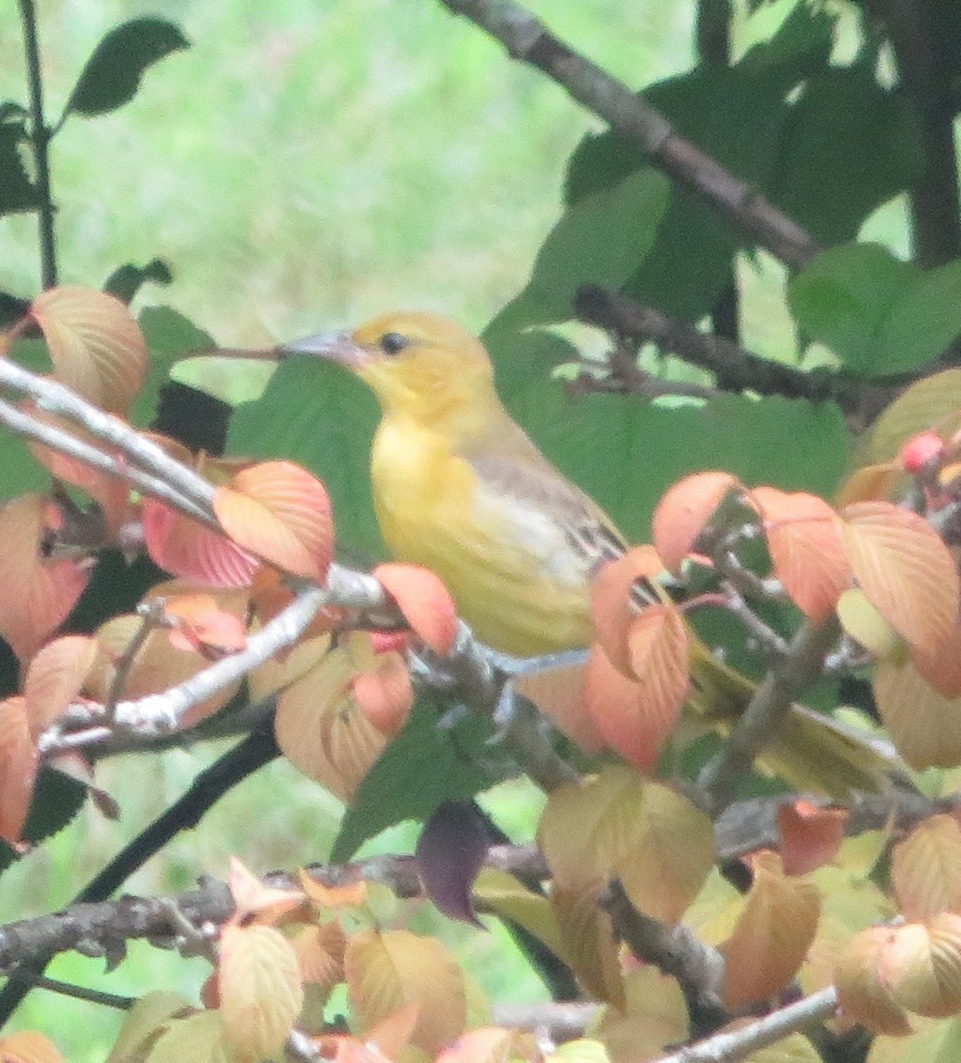 Orchard Oriole - ML364879661