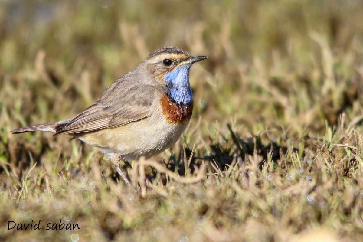 Bluethroat (Caucasian) - eBird