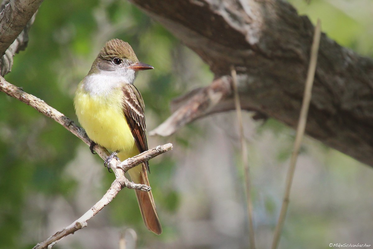 Great Crested Flycatcher - ML36488611
