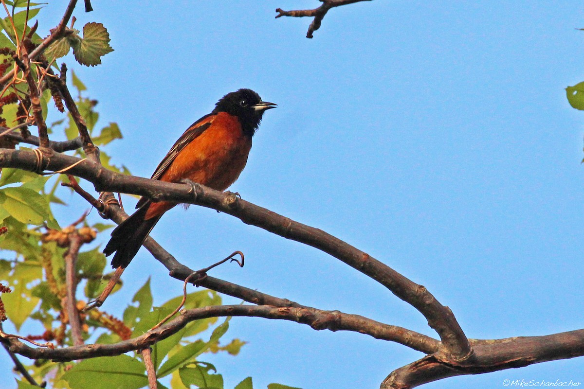 Orchard Oriole - Mike Schanbacher
