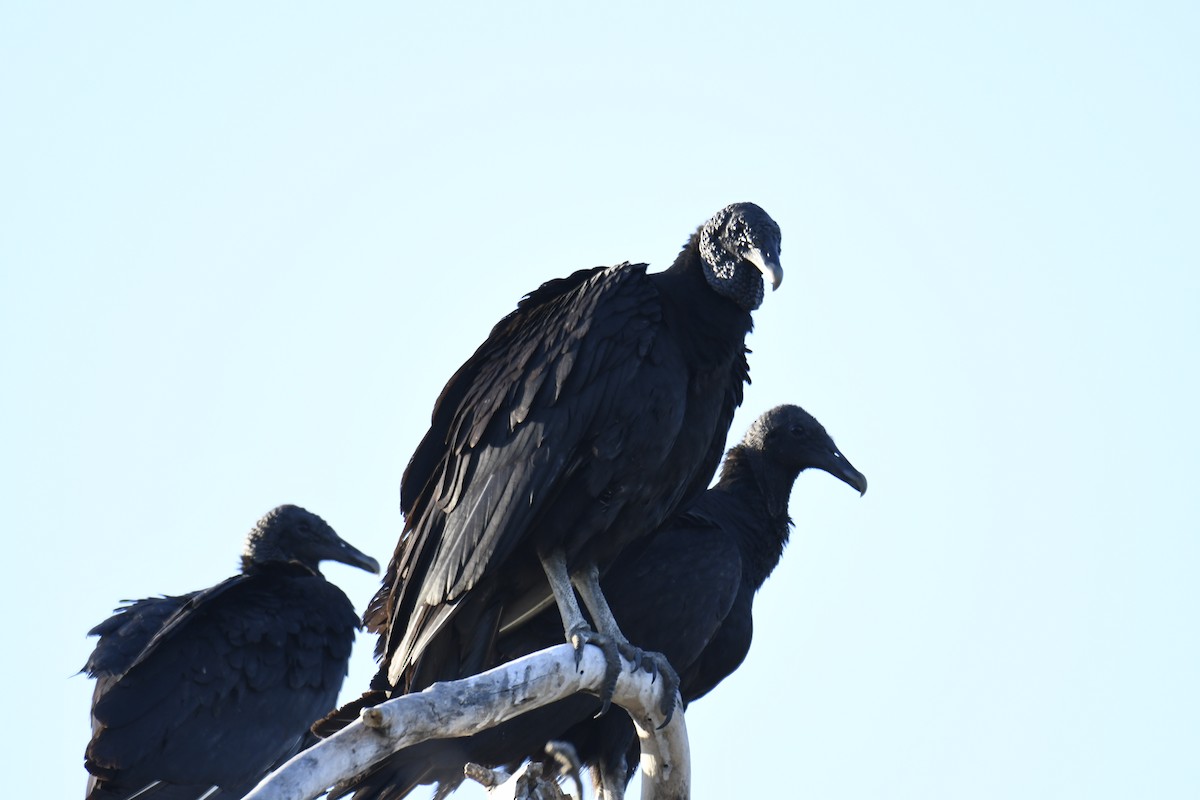 Black Vulture - ML364894721