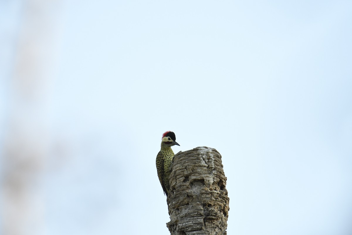Green-barred Woodpecker - ML364895131