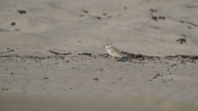 Piping Plover - ML364895911