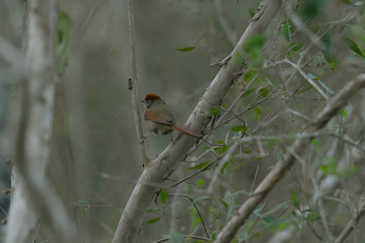 Sooty-fronted Spinetail - ML364895951