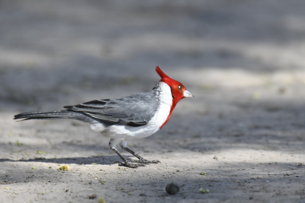 Red-crested Cardinal - Kyle Gardiner