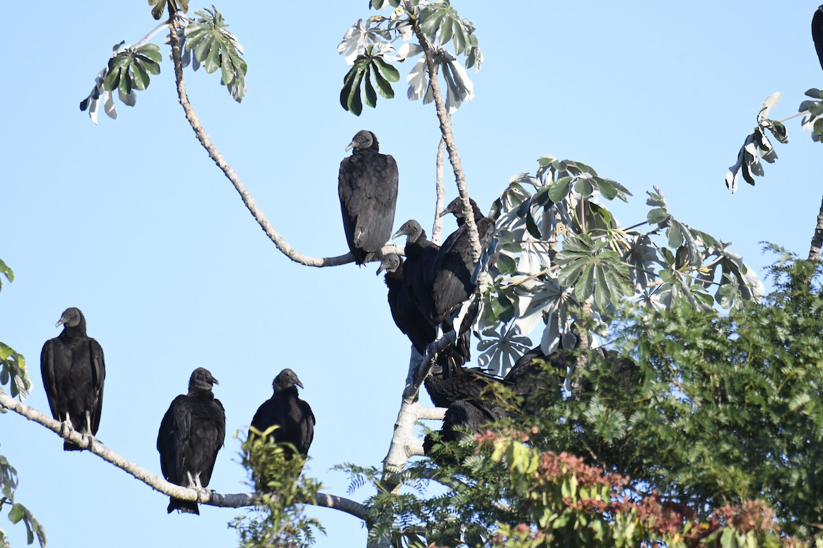 Black Vulture - ML364902431