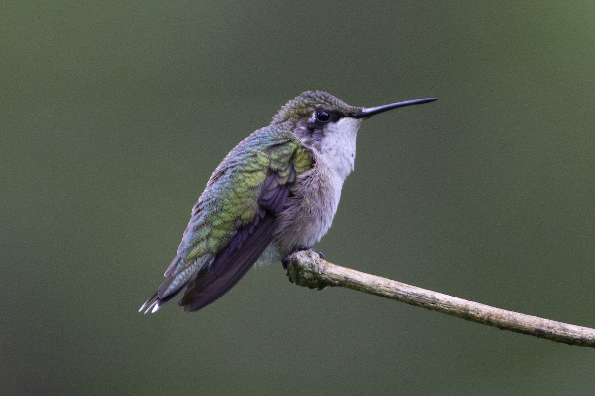 Ruby-throated Hummingbird - Neville Fernandes