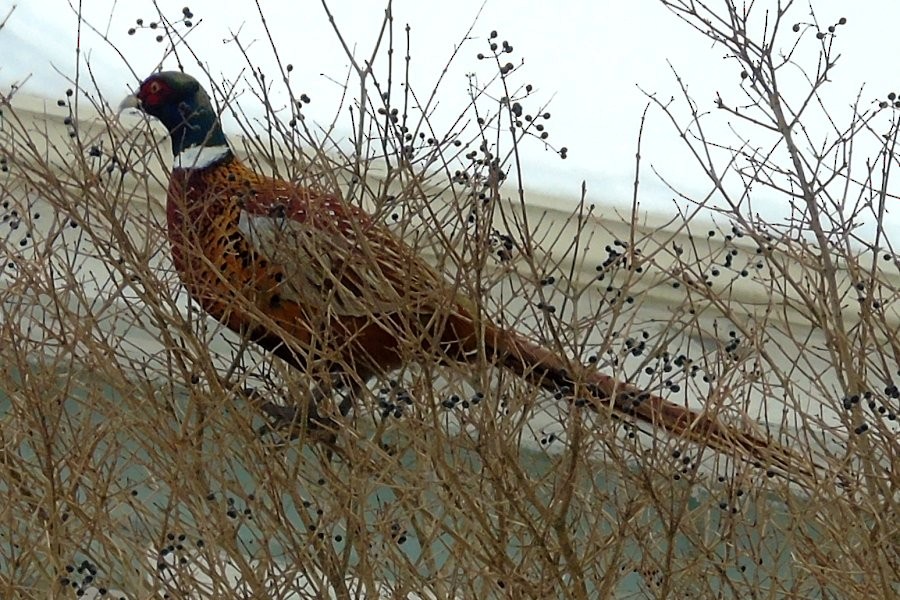 Ring-necked Pheasant - Larry Neily