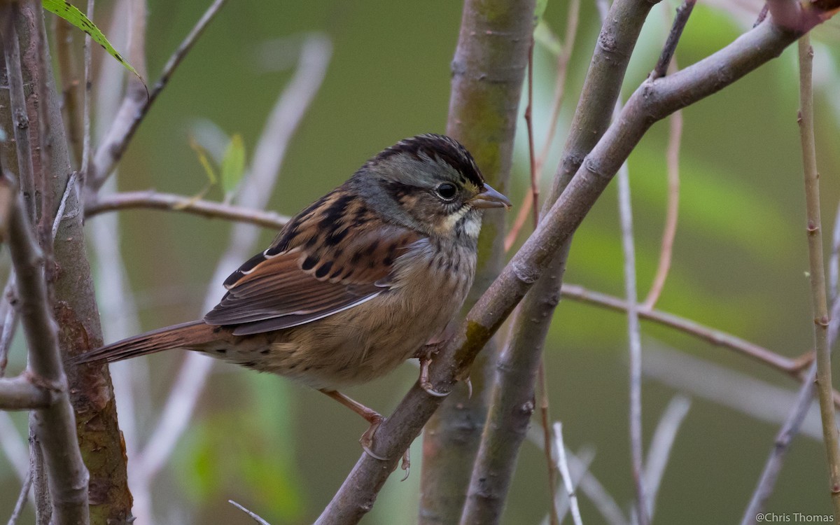 Swamp Sparrow - Chris Thomas