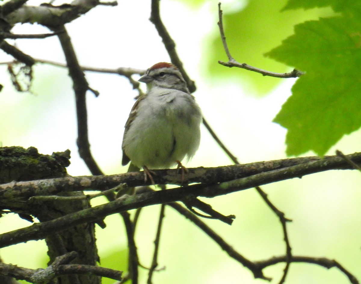 Chipping Sparrow - Stephen Menzie