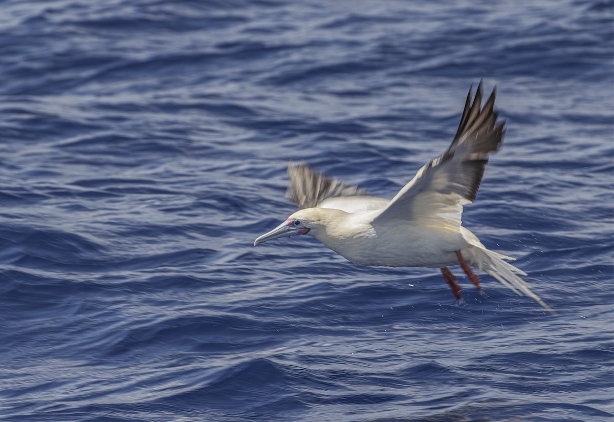 Red-footed Booby - ML364910921
