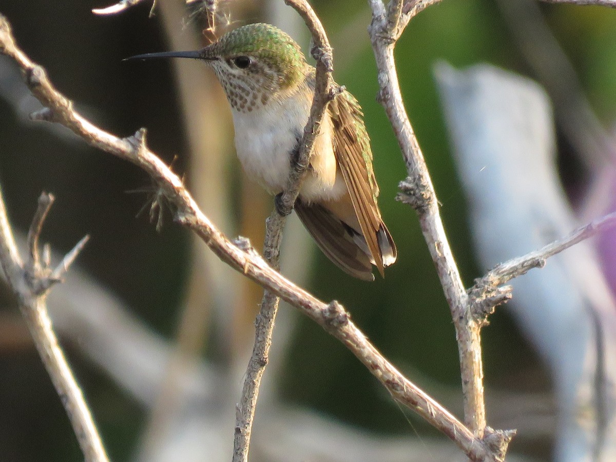 Calliope Hummingbird - ML364913261