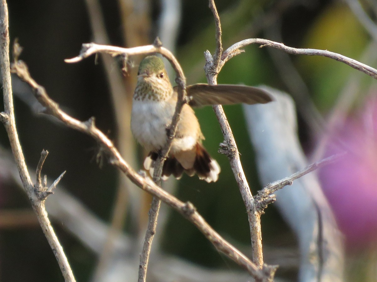 Calliope Hummingbird - ML364913591