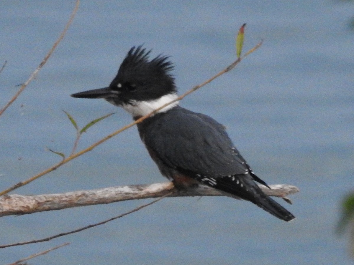 Belted Kingfisher - ML364914031