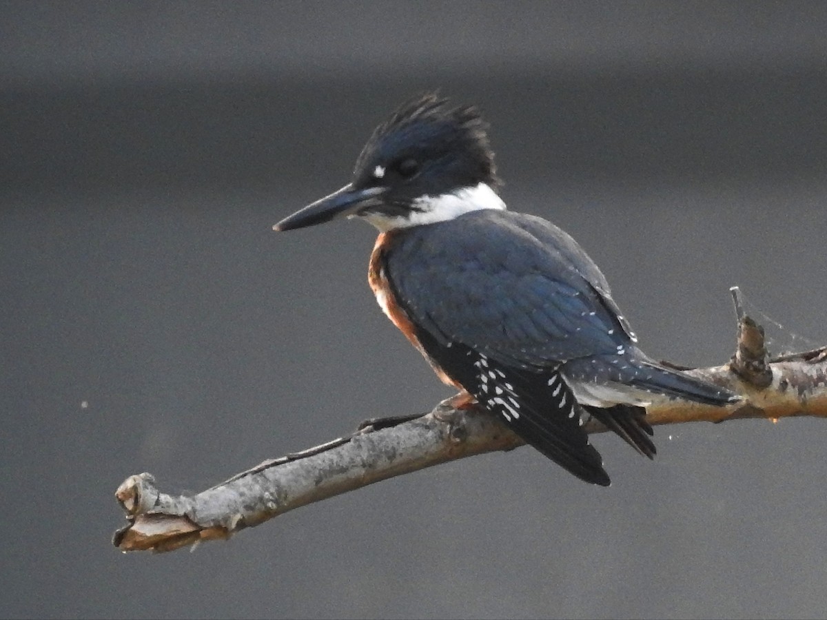 Belted Kingfisher - ML364914511