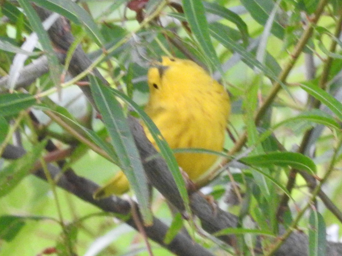Yellow Warbler - ML364914821