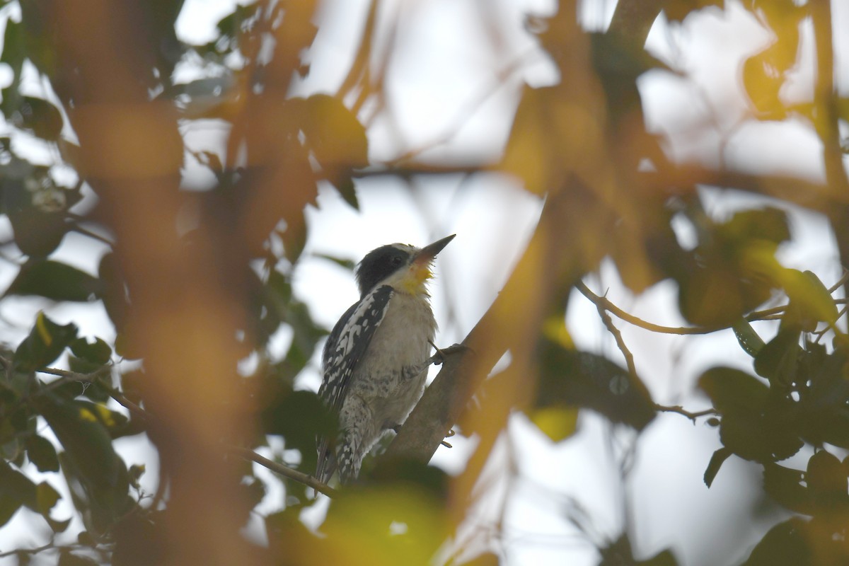 White-fronted Woodpecker - ML364924371