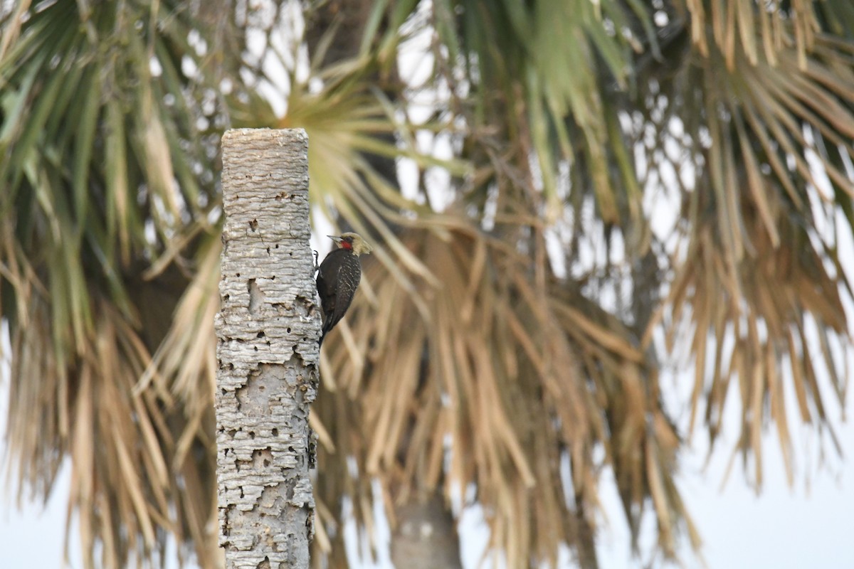 Pale-crested Woodpecker - ML364924841