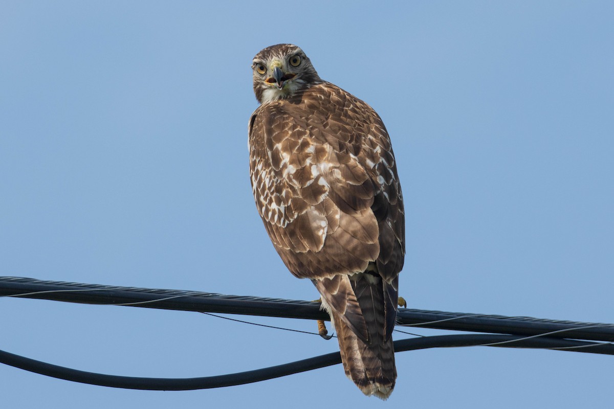 Red-tailed Hawk - ML364927671