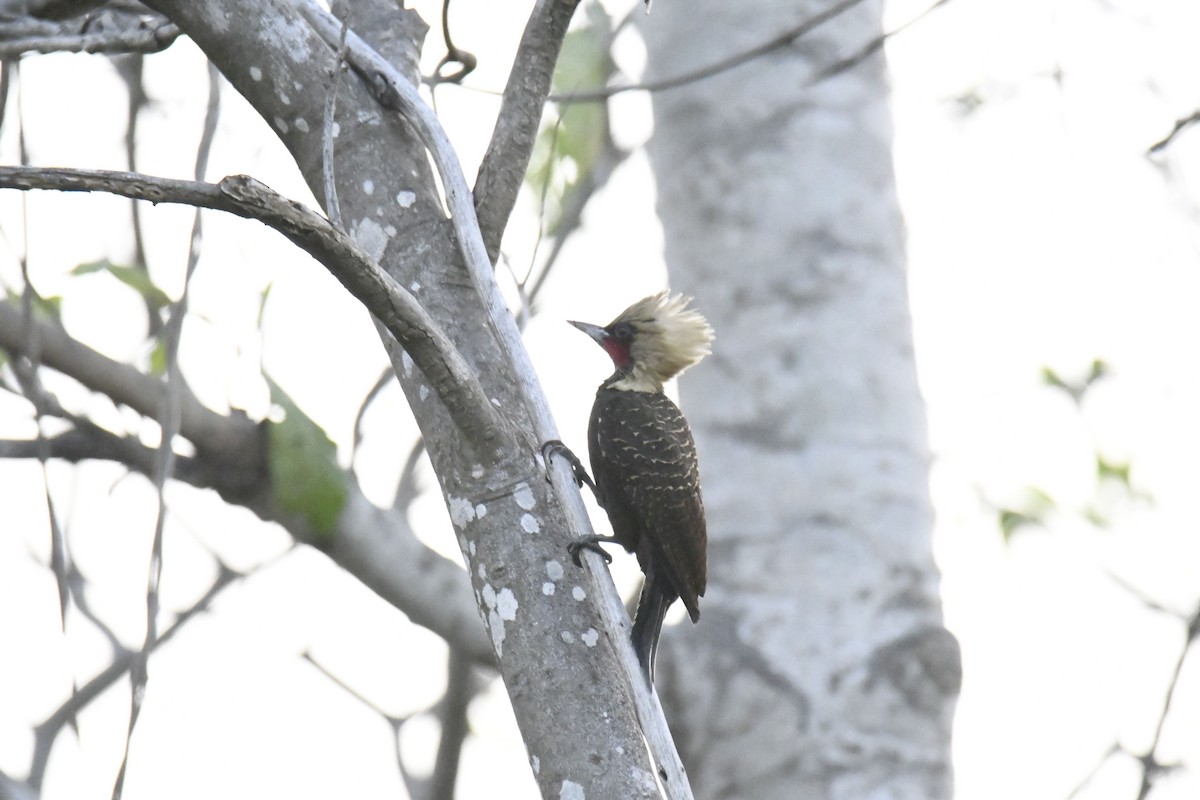 Pale-crested Woodpecker - ML364932791