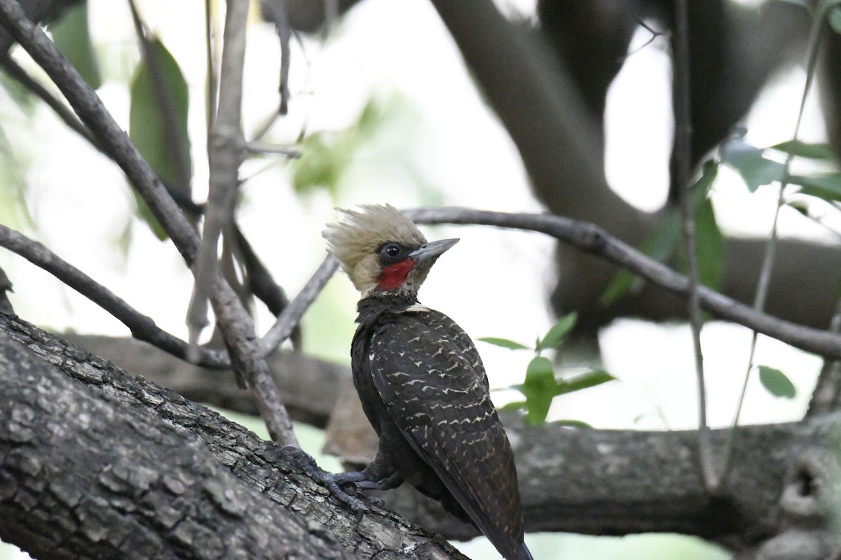 Pale-crested Woodpecker - Kyle Gardiner