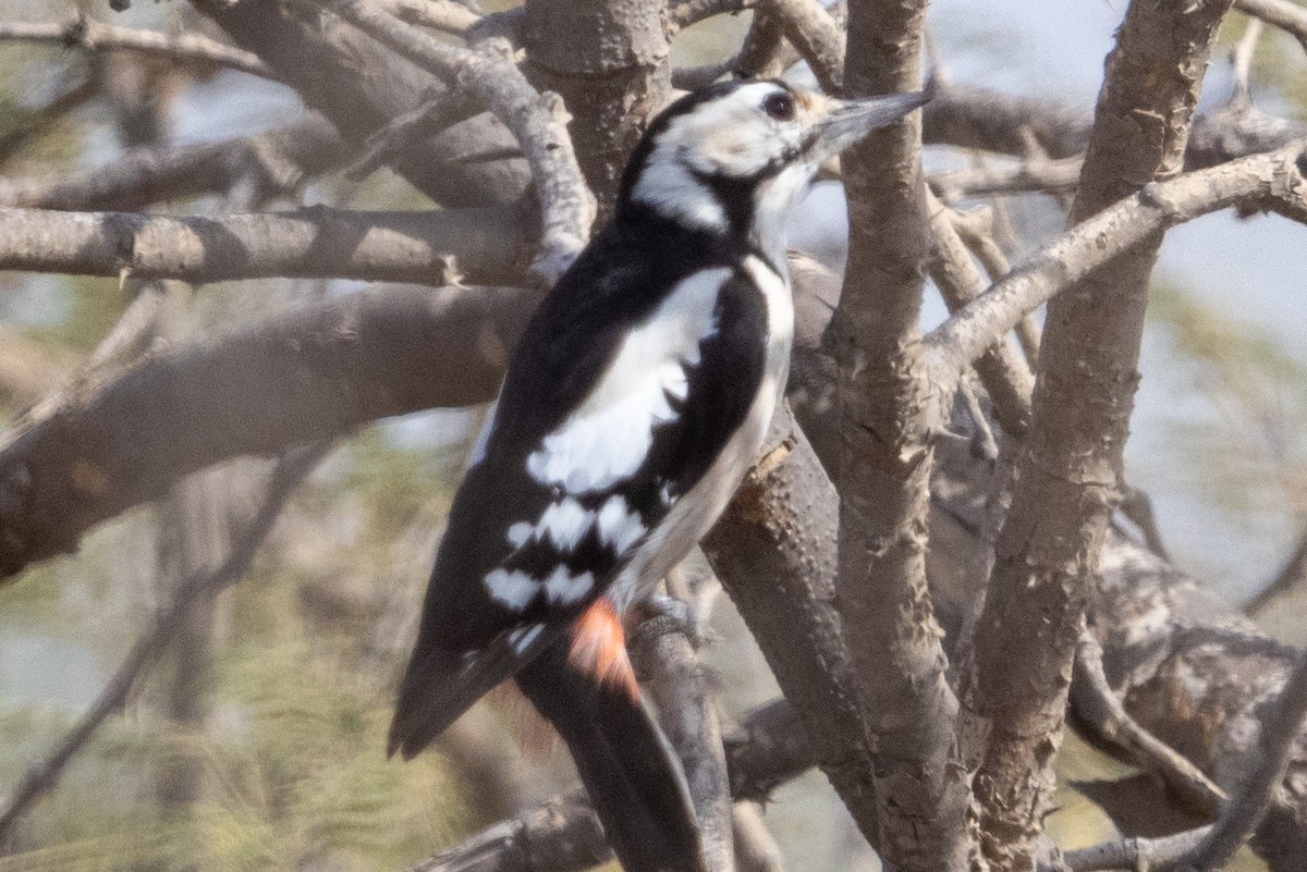 Sind Woodpecker - ML364933081
