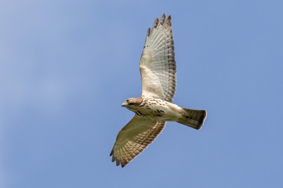 Broad-winged Hawk - Anonymous eBirber