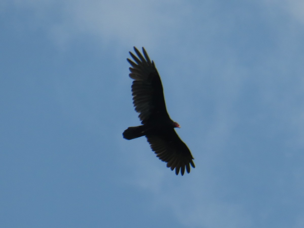 Turkey Vulture - ML364935991