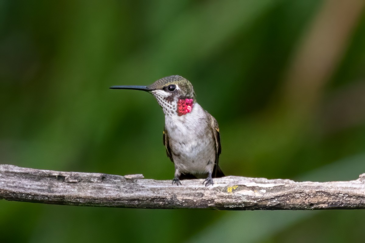 Ruby-throated Hummingbird - Anonymous eBirber