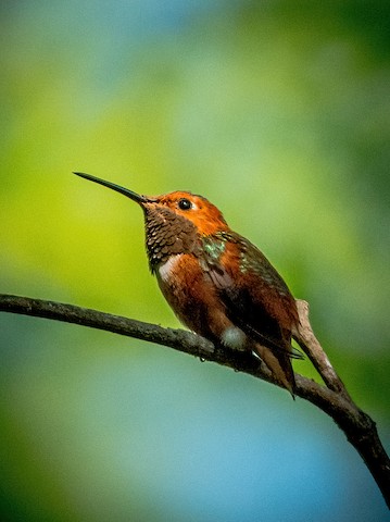 Allen's Hummingbird - James Kendall