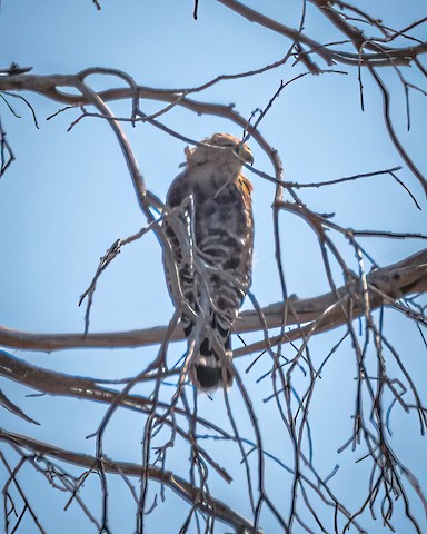 Red-shouldered Hawk - James Kendall