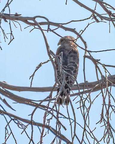 Red-shouldered Hawk - James Kendall