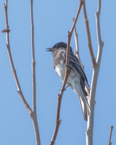 Black Phoebe - James Kendall