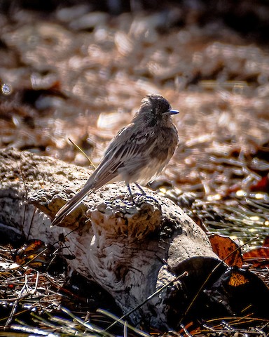 Black Phoebe - James Kendall