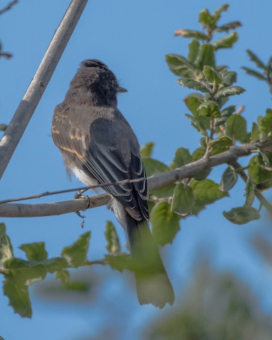 Black Phoebe - James Kendall