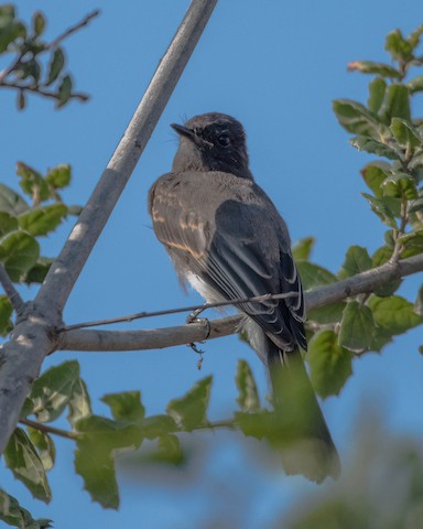 Black Phoebe - James Kendall