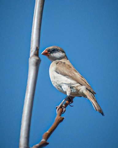 Pin-tailed Whydah - James Kendall