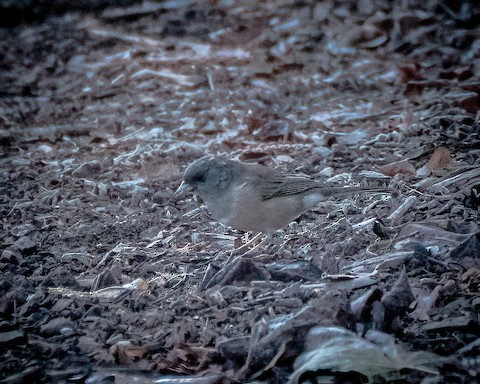 Dark-eyed Junco - James Kendall