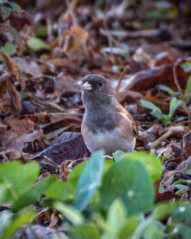 Dark-eyed Junco - James Kendall