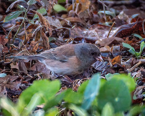 Dark-eyed Junco - James Kendall