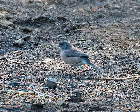 Dark-eyed Junco - James Kendall