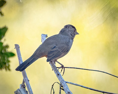 California Towhee - James Kendall