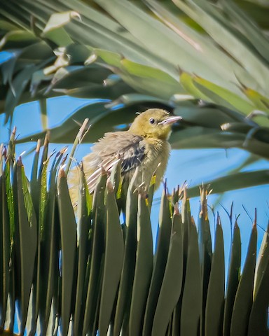 Hooded Oriole - James Kendall