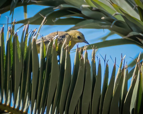 Hooded Oriole - James Kendall