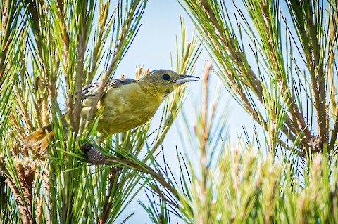 Hooded Oriole - James Kendall