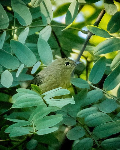 Orange-crowned Warbler - James Kendall