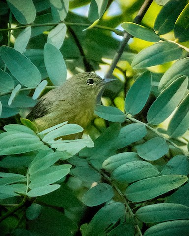 Orange-crowned Warbler - James Kendall