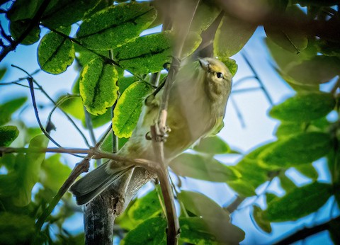 Orange-crowned Warbler - James Kendall